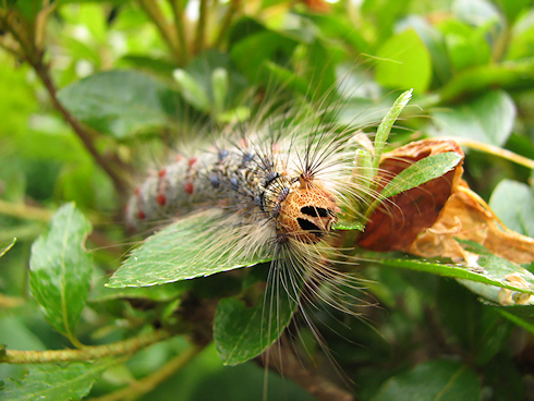 ツツジの葉を食べるマイマイガの終齢幼虫の動画 ぁぃの飼育ブログ
