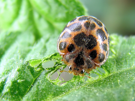 ミニトマトに害虫到来 ぁぃの飼育ブログ