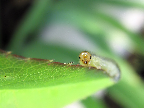 ハバチの幼虫 ぁぃの飼育ブログ