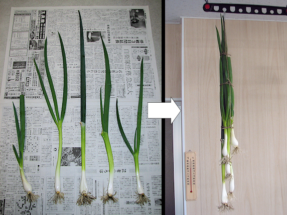 干しネギをつくる次第 ぁぃの飼育ブログ