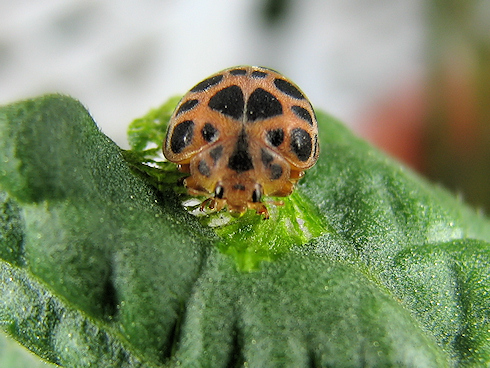 矮性ミニトマトに害虫現る ぁぃの飼育ブログ