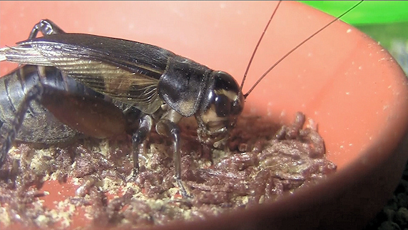 乾燥赤虫を食べるエンマコオロギの動画