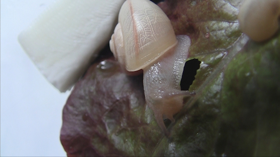 【動画】カタツムリの食事の透視的動画