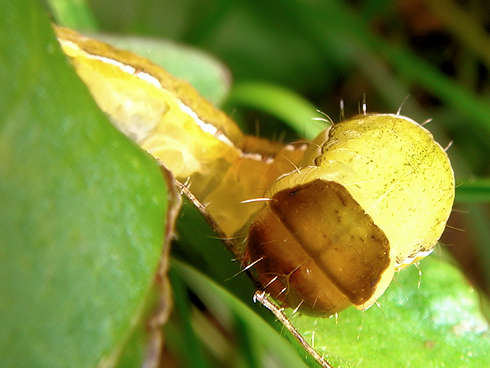 キバラモクメキリガの幼虫