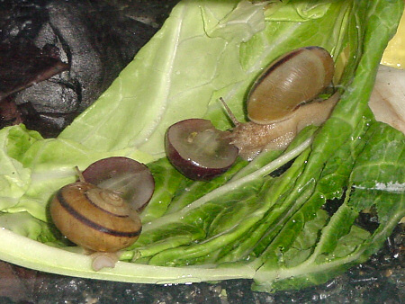 レッドグローブを食べるカタツムリ