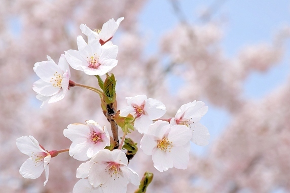 桜満開、春爛漫。