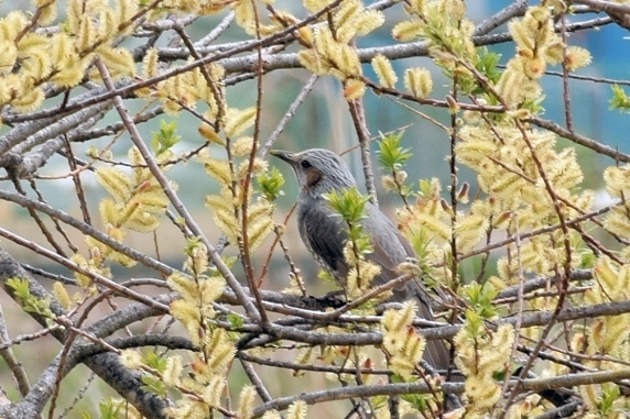 桜満開、春爛漫。