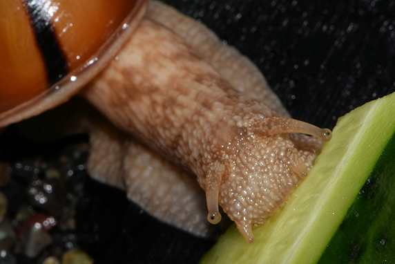筋ありのカタツムリ4兄弟