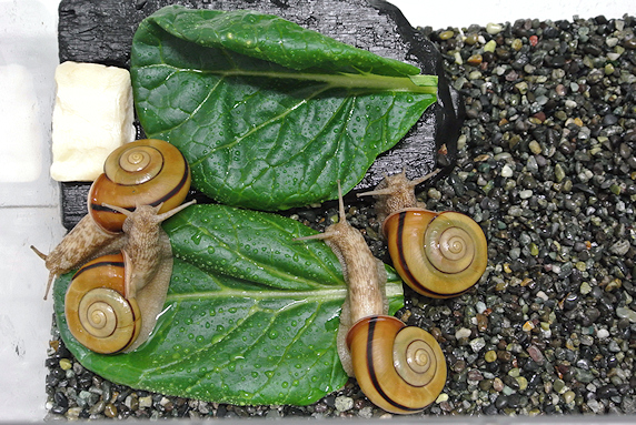 小松菜を食べるカタツムリ