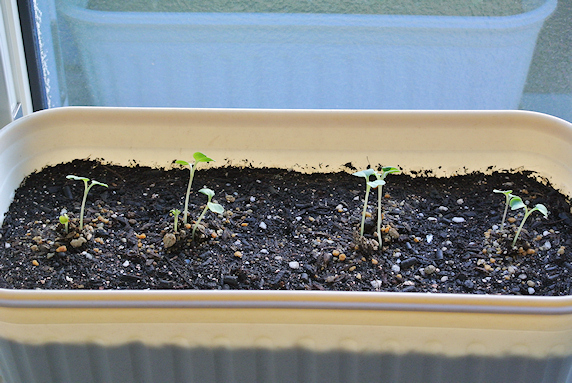 小松菜の室内栽培開始