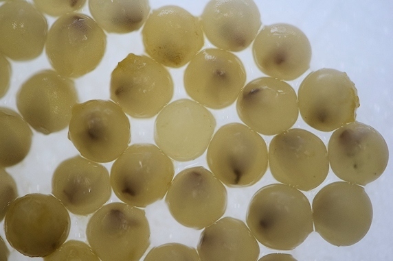 【30倍速動画】卵の中で動く孵化前のカタツムリの赤ちゃん