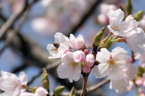 桜の開花始まる