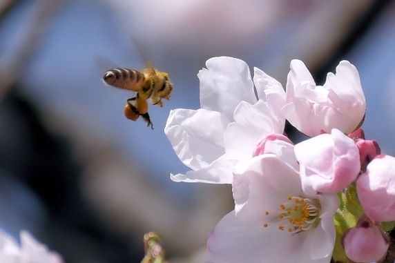 桜の開花始まる