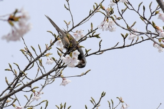 桜満開、春爛漫。