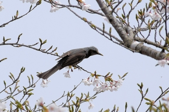 桜満開、春爛漫。