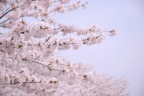 桜満開、春爛漫。