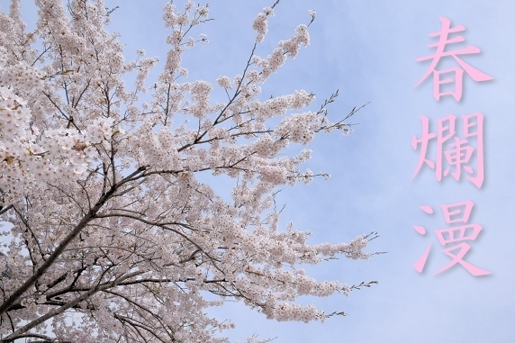桜満開、春爛漫。
