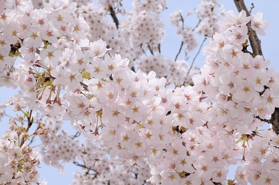 桜満開、春爛漫。