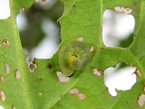 ハグロハバチの幼虫