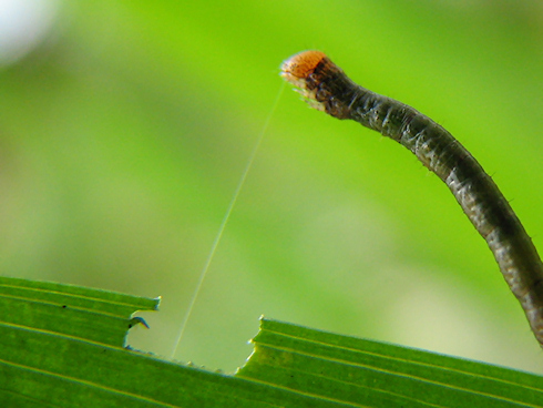 シャクトリムシの秘技