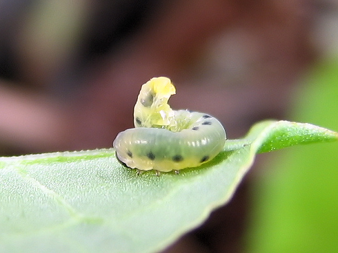 ハグロハバチの幼虫