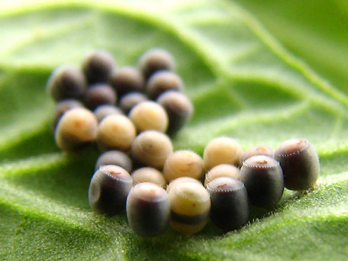 カメムシの28個の卵、まだ孵化せず