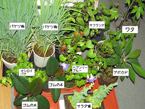 台風避難の植物たち