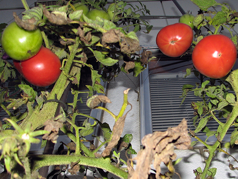 トマトの三度目の収穫