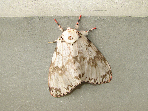 カシワマイマイの大発生キタ━(゚∀゚)━!