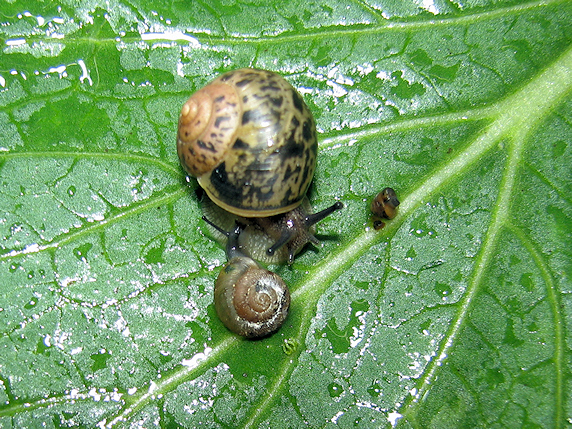 パツラマイマイとウスカワマイマイ