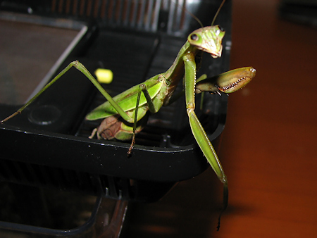 オオカマキリが負傷!