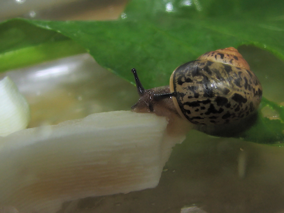 パツラマイマイとウスカワマイマイ