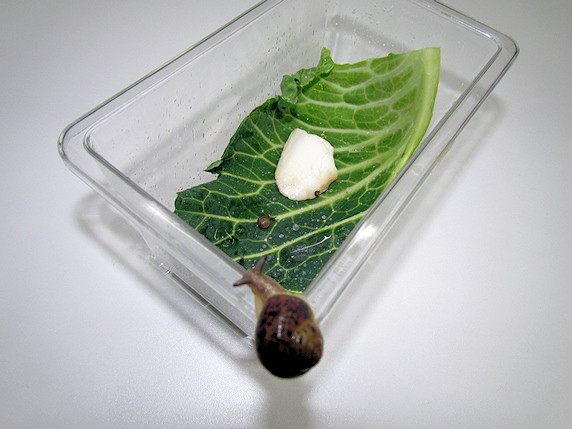 三者三様のカタツムリ