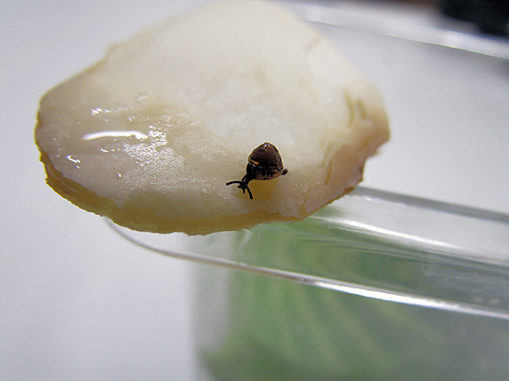 三者三様のカタツムリ