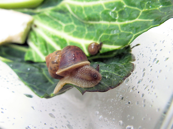 今日の3カタツムリ