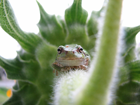 ヒマワリの裏のカエル