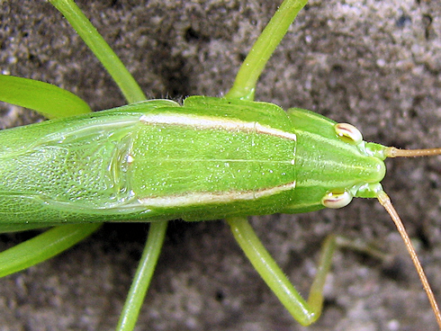 シャワーを浴びたクサキリが成虫に
