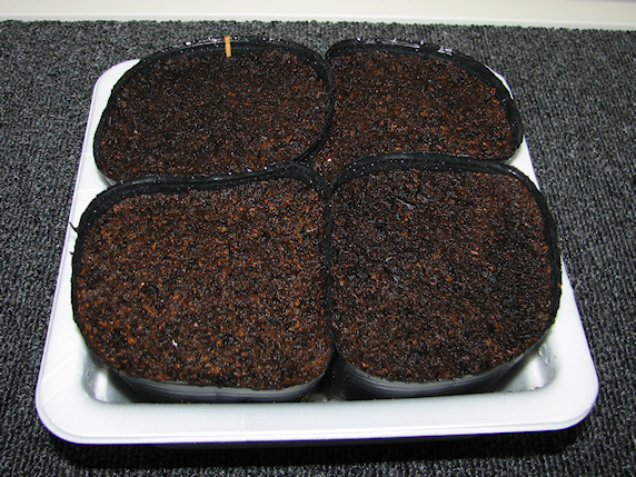 エダマメをポットに蒔く