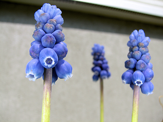ムスカリ開花