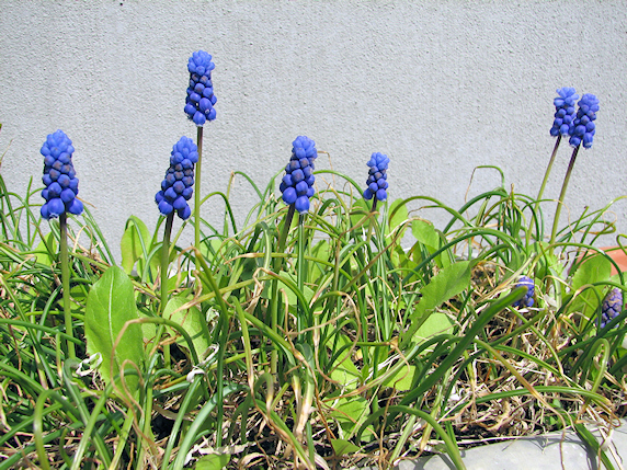 ムスカリ開花