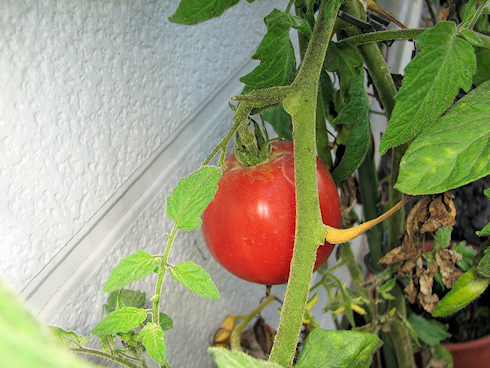 トマトの四度目の収穫＋α