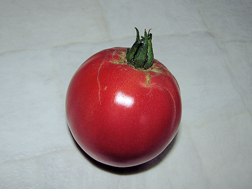 トマトの四度目の収穫＋α