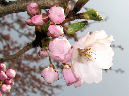 桜が開花しました