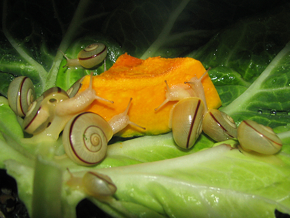 カタツムリにカボチャをあげてみた