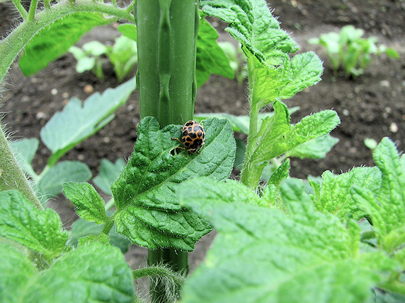 ミニトマトに害虫到来
