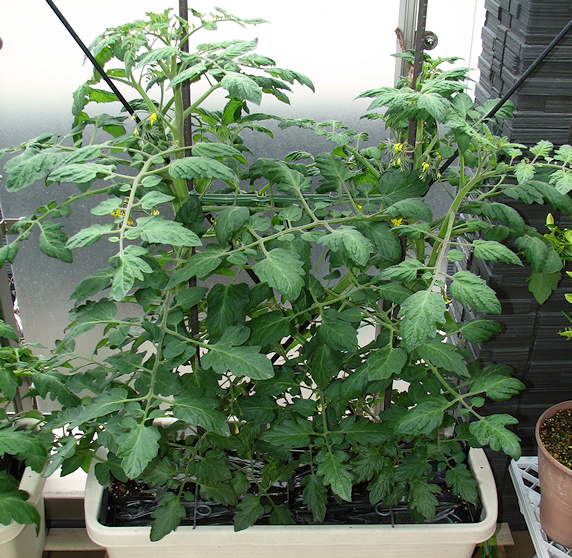 3種のミニトマトのベランダ菜園