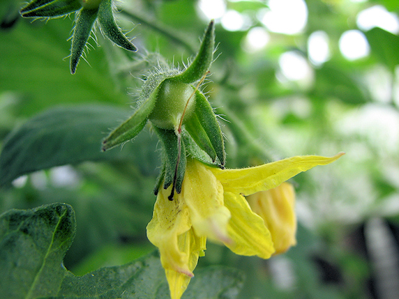 3種のミニトマトのベランダ菜園