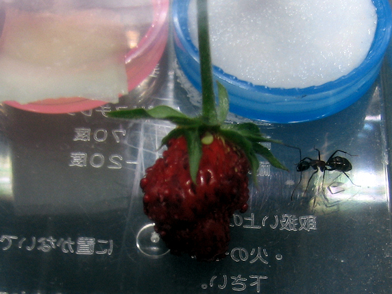 ワイルドストロベリーをカタツムリたちにあげてみた