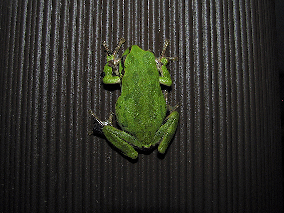 別のアマガエル登場