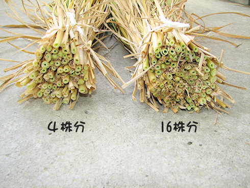 バケツ稲の稲刈り